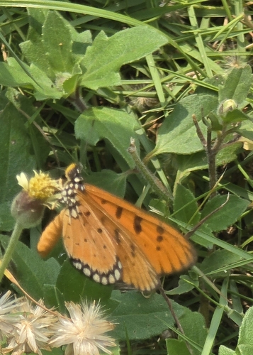 Acraea terpsicore