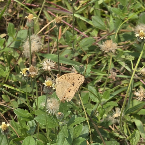 Junonia almana