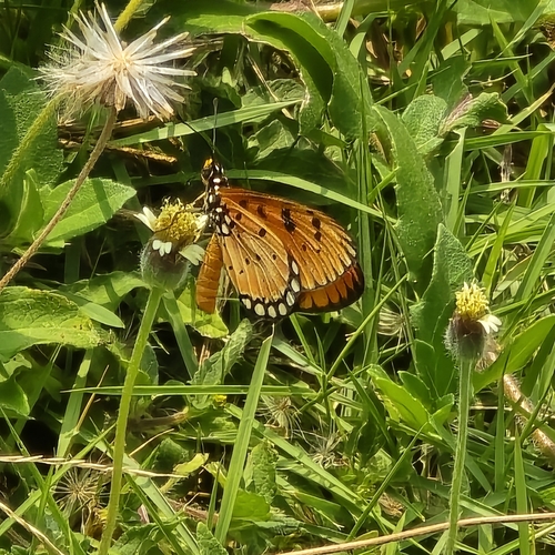 Acraea terpsicore