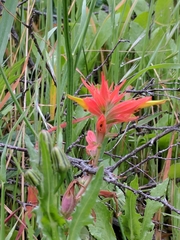 Castilleja affinis