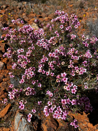 Verticordia interioris