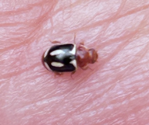 Small Pied Lady Beetles
