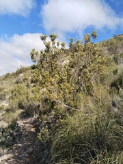 Leucadendron nobile