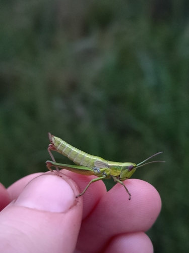 Small Gold Grasshopper