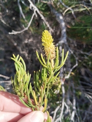 (c) Marianne Le Roux, some rights reserved (CC BY) Leucadendron nobile, photograph (c) Marianne Le Roux, some rights reserved (CC BY)