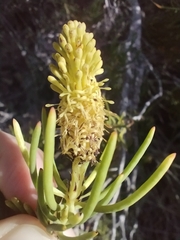 (c) Marianne Le Roux, some rights reserved (CC BY) Leucadendron nobile, photograph (c) Marianne Le Roux, some rights reserved (CC BY)