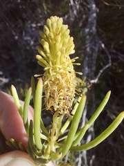 (c) Marianne Le Roux, some rights reserved (CC BY) Leucadendron nobile, photograph (c) Marianne Le Roux, some rights reserved (CC BY)
