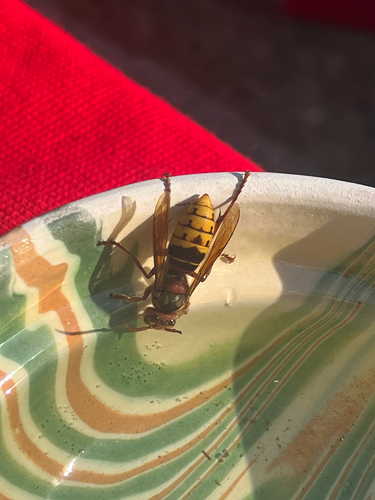 European Hornet