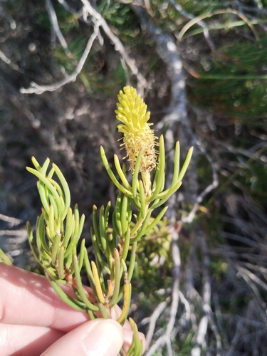 Leucadendron nobile, photograph 5
