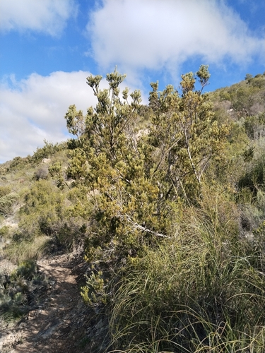 Leucadendron nobile, photograph 6