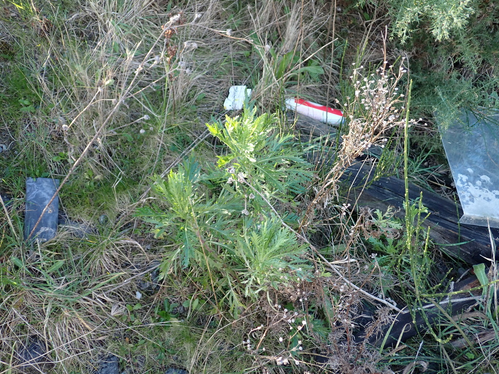 Senecio esleri; photograph (c) Liadan Dickie, some rights reserved (CC BY)