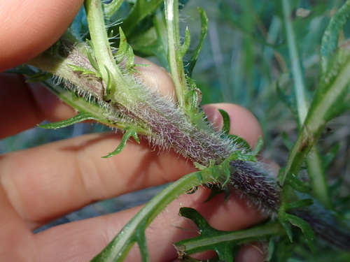 Senecio esleri, photograph 3