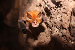 Rhinolophus shameli