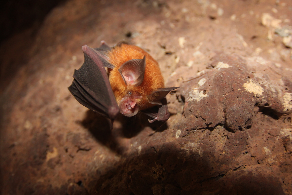 Shamel's Horseshoe Bat