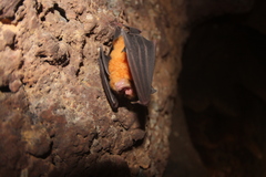 Rhinolophus shameli