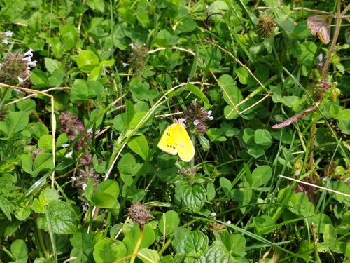 Dark Clouded Yellow
