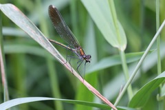 Calopteryx amata