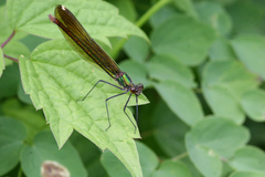Calopteryx amata