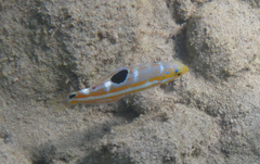 Halichoeres radiatus