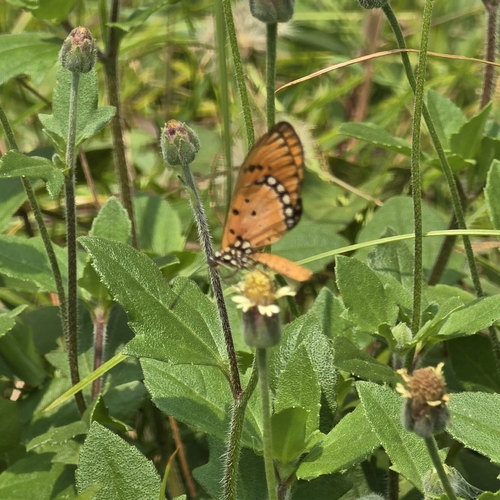 Acraea terpsicore