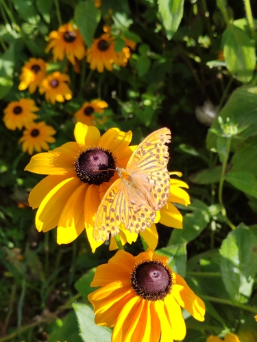 Silver-washed Fritillary