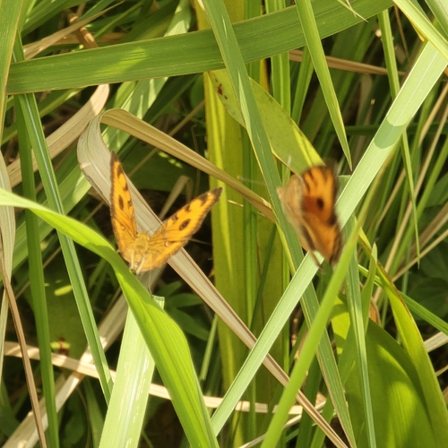 Junonia almana