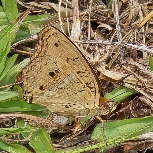 Junonia almana