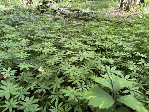 Наблюдение на iNaturalist
