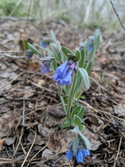 Mertensia oblongifolia