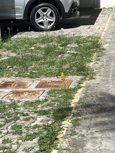 Saffron Finch