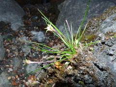 Colobanthus apetalus