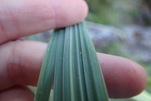 Austroderia fulvida, photograph 4