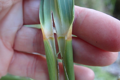 Austroderia fulvida, photograph 6