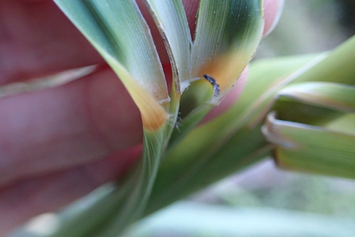 Austroderia fulvida, photograph 3