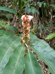 Alpinia shimadae