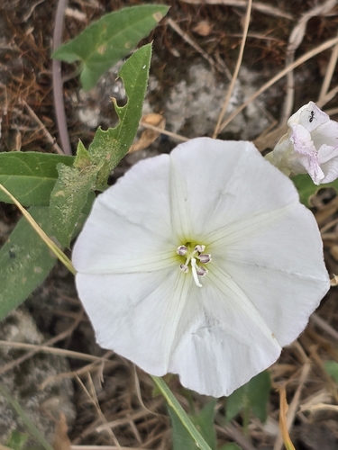 field bindweed