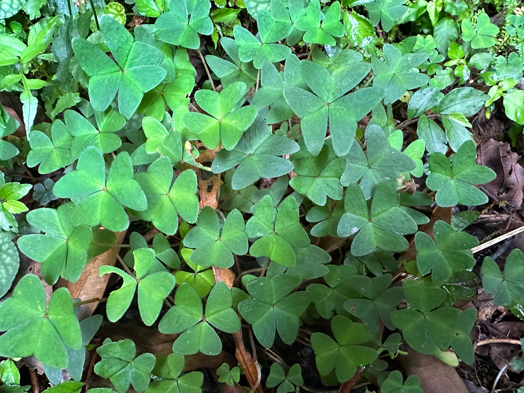 Oxalis griffithii; photograph (c) Jaw-Jian La, some rights reserved (CC BY)