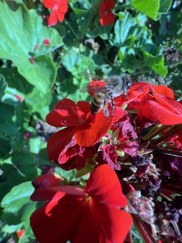 Western Honey Bee