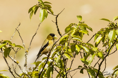 Coccothraustes abeillei