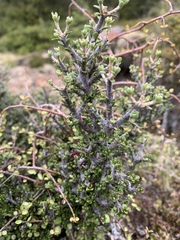 Pittosporum rigidum, photograph (c) Lorraine Cook, some rights reserved (CC BY)
