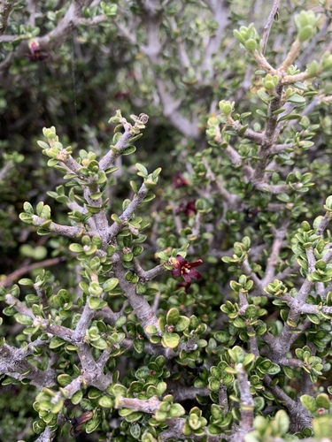 Pittosporum rigidum, photograph 4