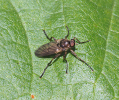 Chiromyzinae