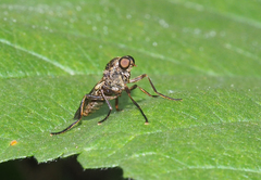 Chiromyzinae