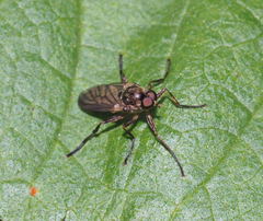 Chiromyzinae