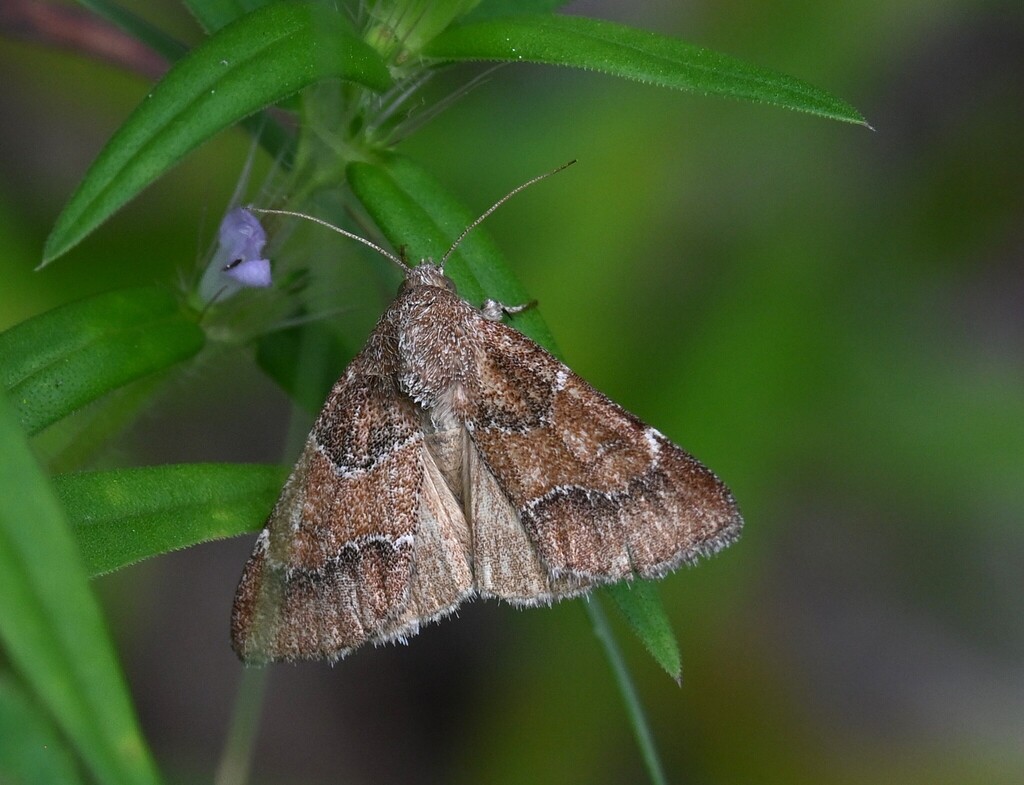 Brown Flower Moth