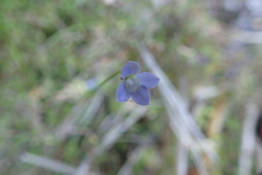 Wahlenbergia violacea