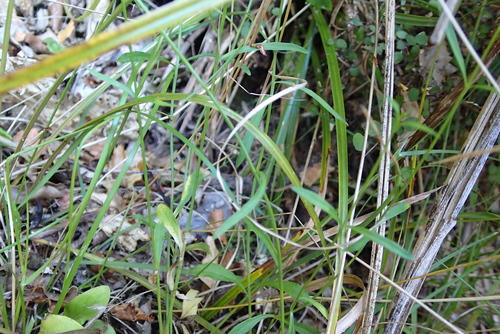 Wahlenbergia violacea, photograph 1