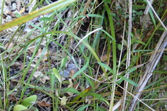 Wahlenbergia violacea, photograph (c) Lorraine Cook, some rights reserved (CC BY)
