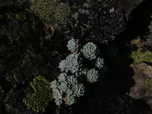 Leucogenes grandiceps observed 2026-05-30
