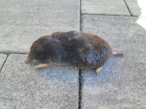 European Mole